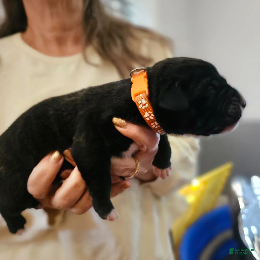 Presa Canario dogs for sale: Presa Canario Puppy 3 - Ad 1