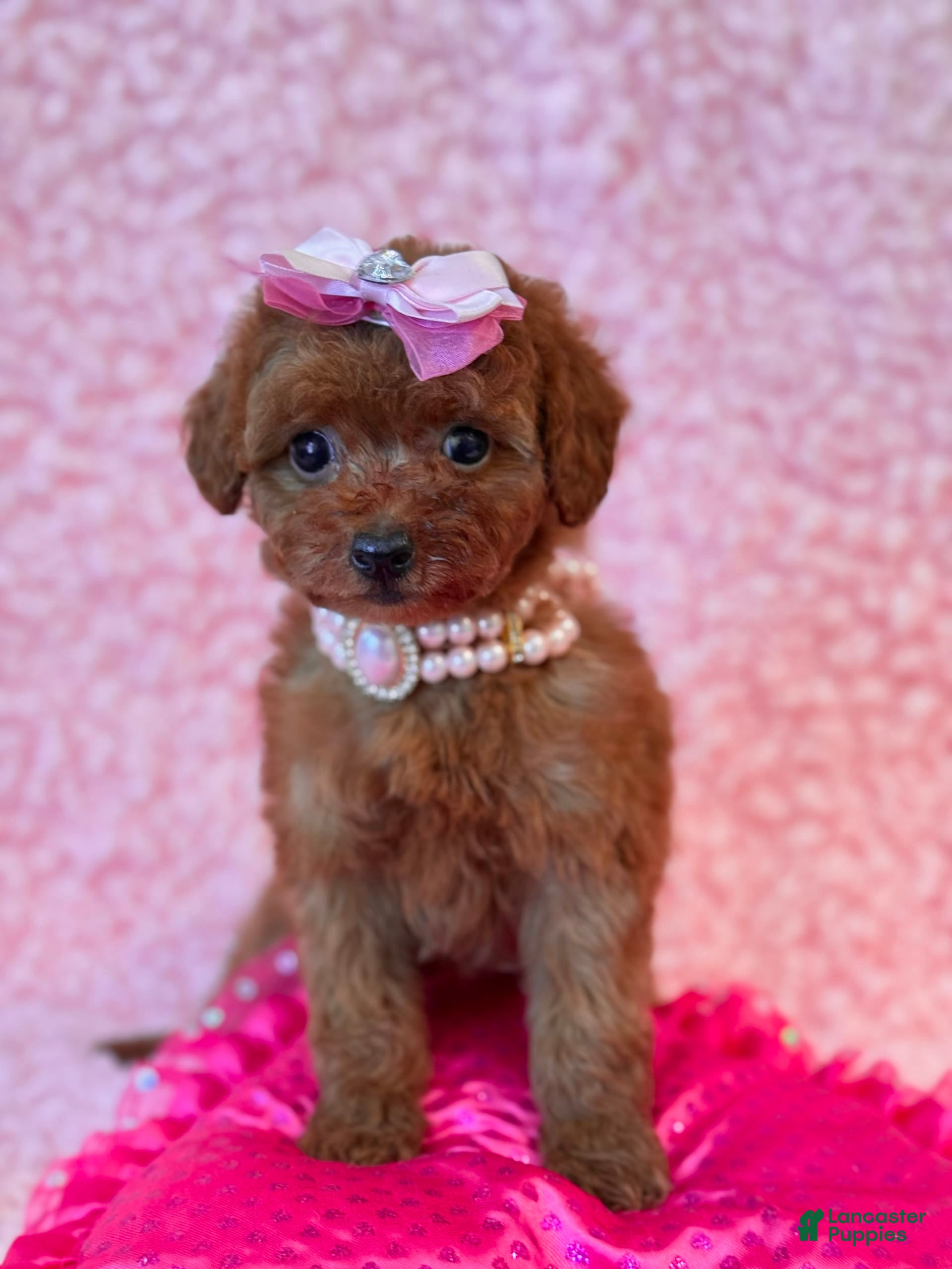 Poodle Puppy Pink Poodle Pet Salon Adorable Poodle Pink Poodle