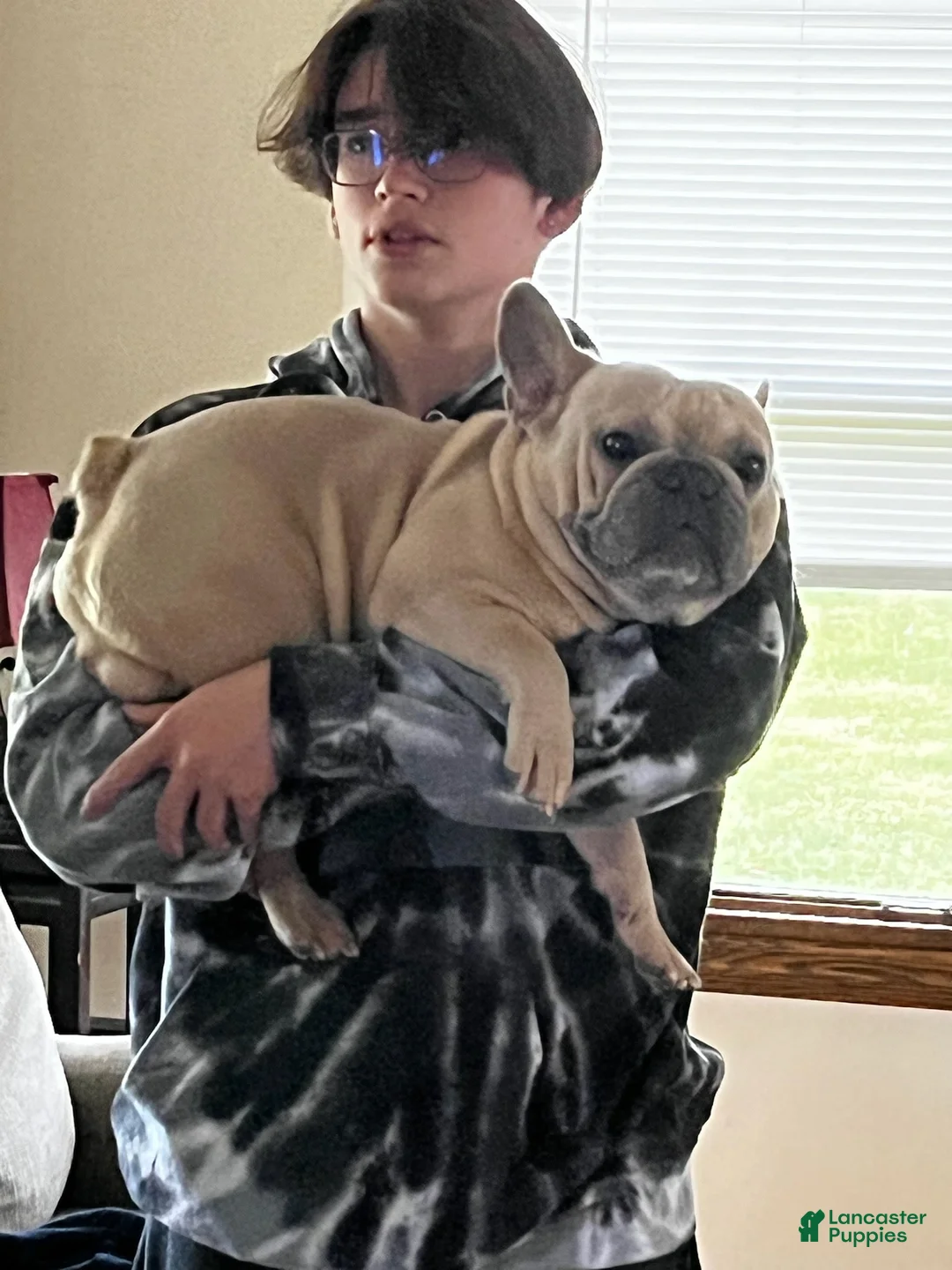 French Bulldog dogs for sale: French Bulldog Puppy 3 - Ad 7