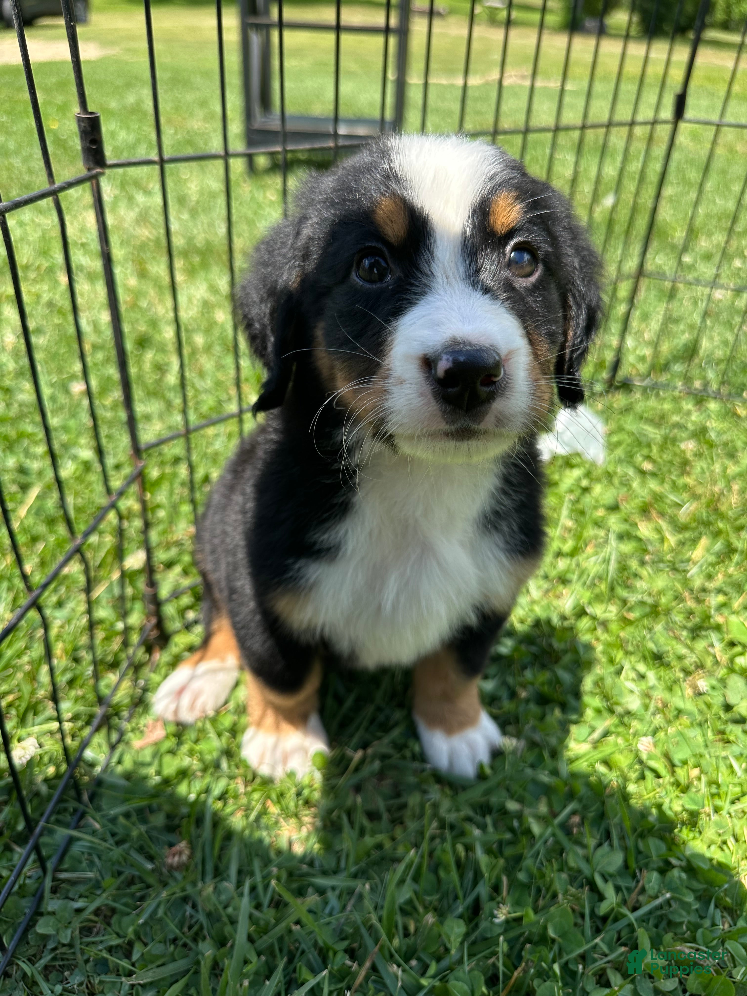 Bernese Mountain Dog dogs Berner bunch - Ad 1