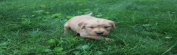 Golden Retriever dogs for sale: Golden Retriever 1 - Ad 6