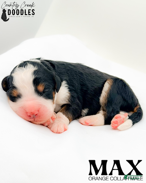 Bernedoodle dogs Max - Ad 32