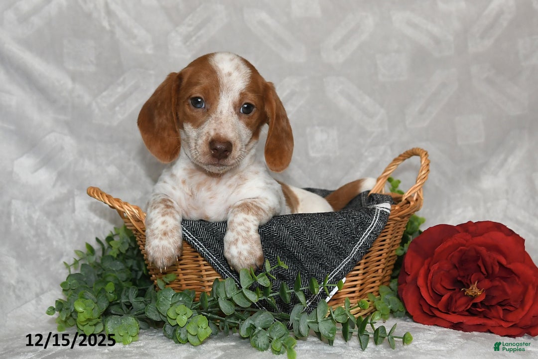 Dachshund dogs for sale: Dianna - Ad 3