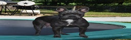 Frenchton dogs for sale: Denver - Ad 6