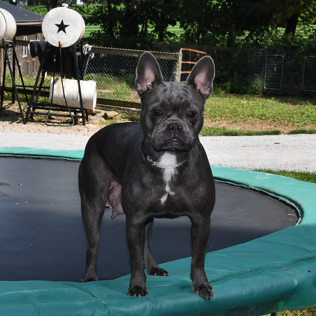 Frenchton dogs for sale: Denver - Ad 6