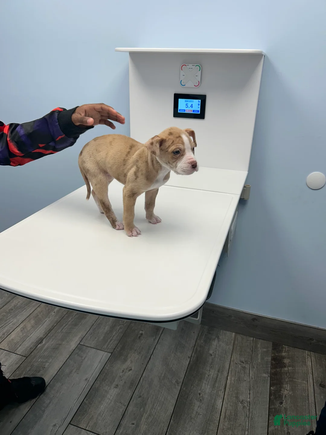 Mixed Breed dogs for sale: Alapaha bully  - Ad 2