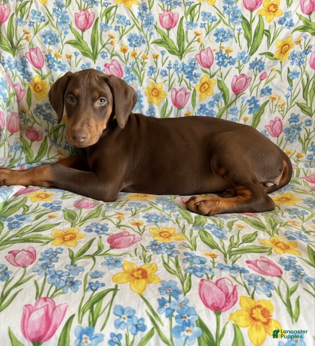 Doberman Pinscher dogs Rose-Not AMISH  - Ad 1