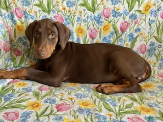 Doberman Pinscher dogs for sale: Rose-Not AMISH - Ad 1