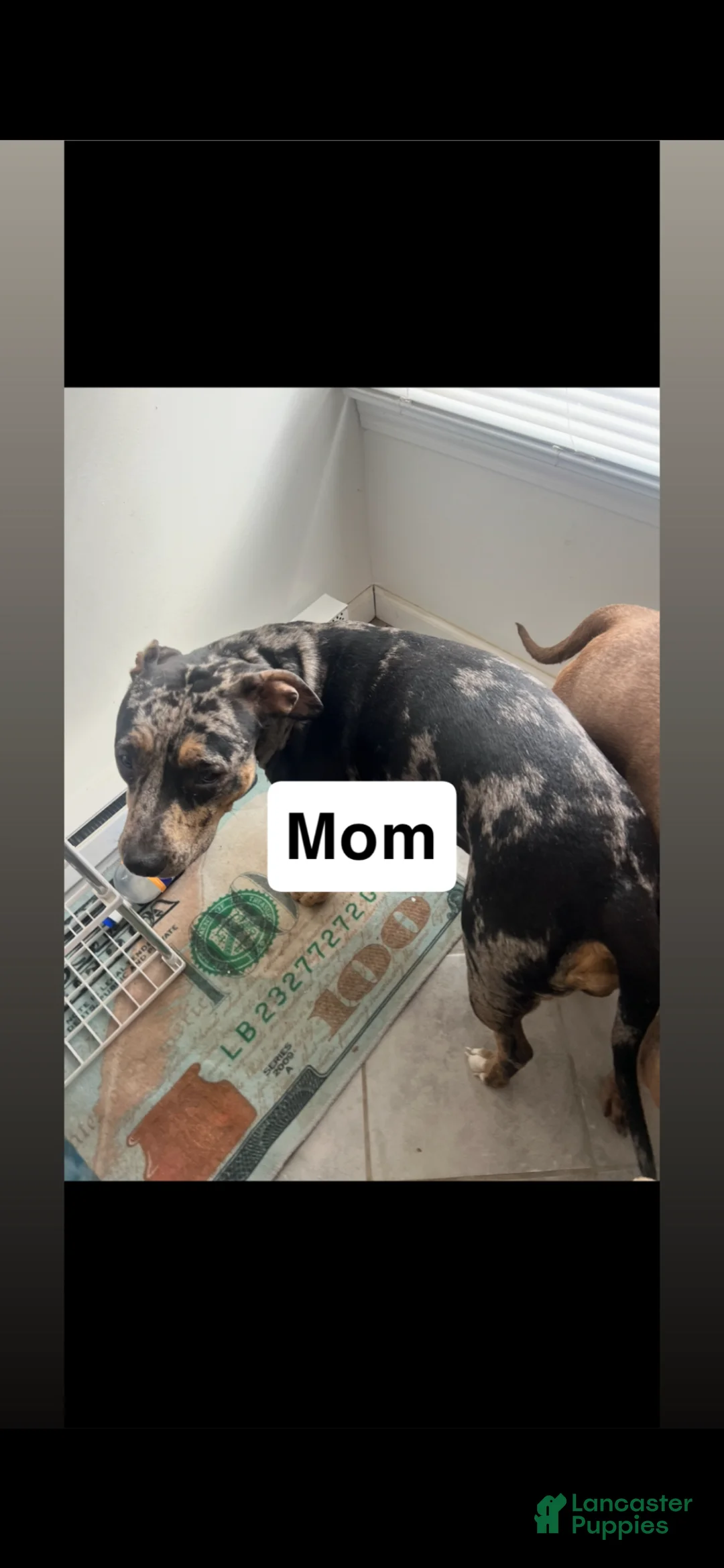 Mixed Breed dogs for sale: Mixed Breed Puppy 6 - Ad 2