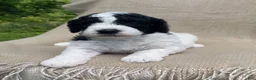 Mixed Breed dogs for sale: Panini - Ad 3
