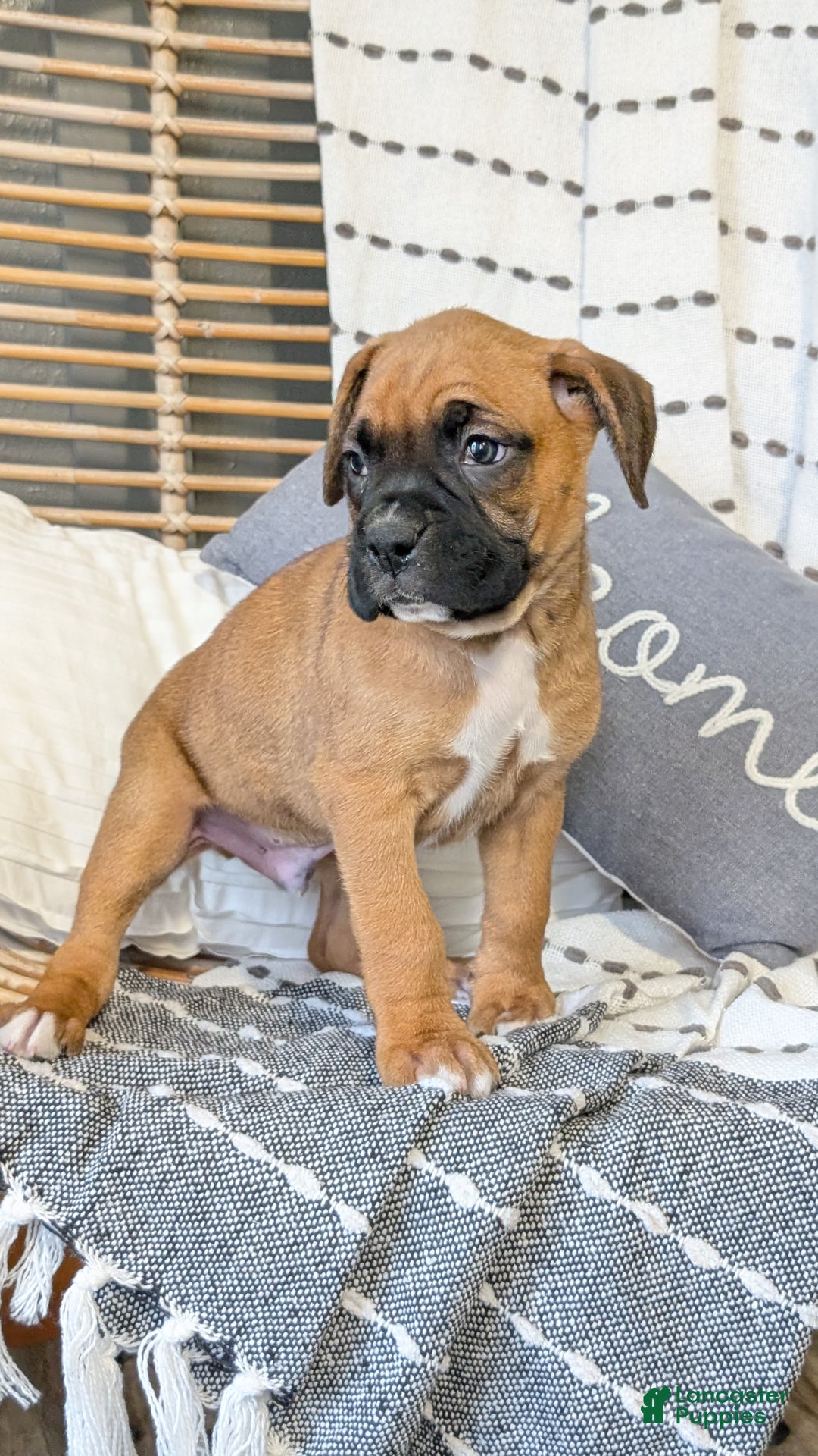 Boxer dogs for sale: Hendrix - Ad 3