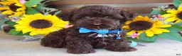 Shih Tzu dogs for sale: Rudy - Ad 6
