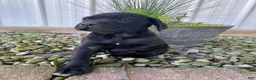 Cane Corso dogs for sale: Jordan - Ad 7