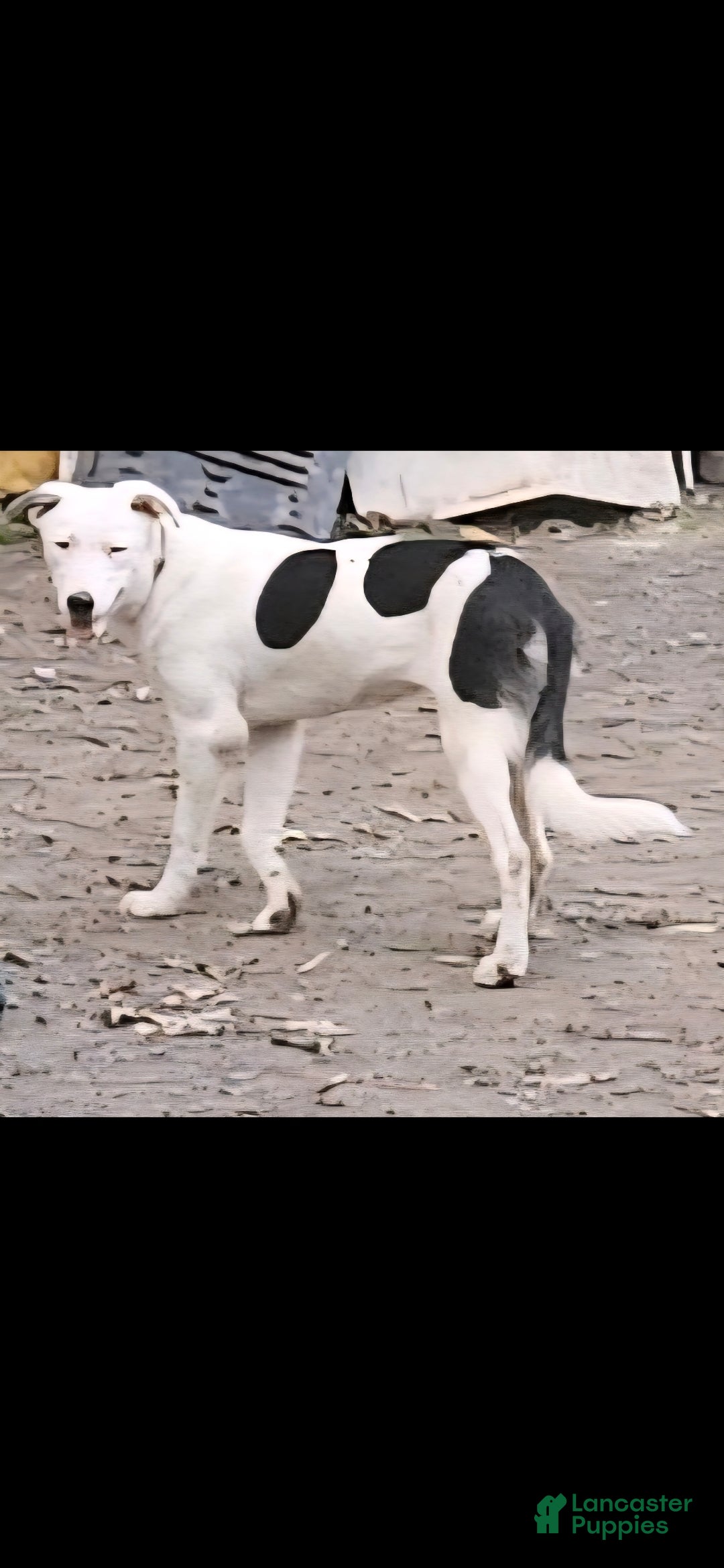 Border Collie dogs for sale: Dreami (Runt) - Ad 20