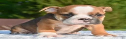 Mixed Breed dogs for sale: Bruno mini hybrid bulldog  - Ad 1