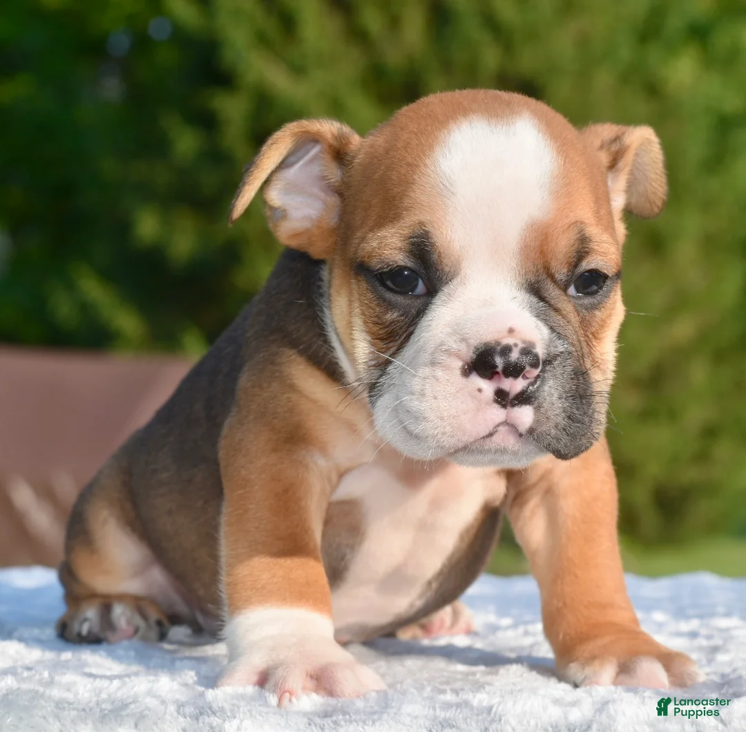 Mixed Breed dogs for sale: Bruno mini hybrid bulldog  - Ad 1
