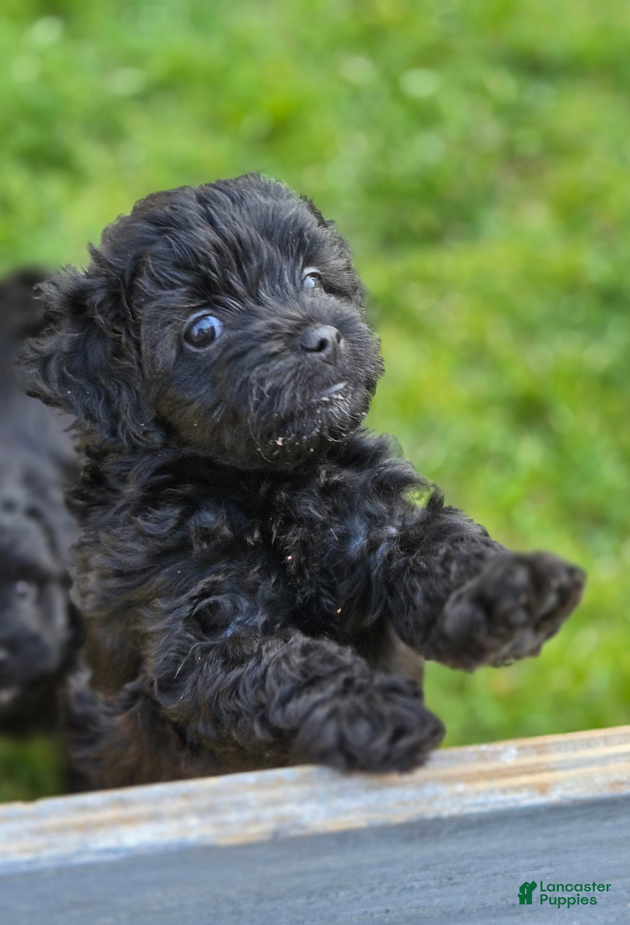 Shihpoo dogs for sale: Pepper - Ad 3