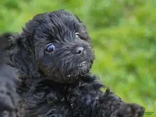 Shihpoo dogs for sale: Pepper - Ad 3