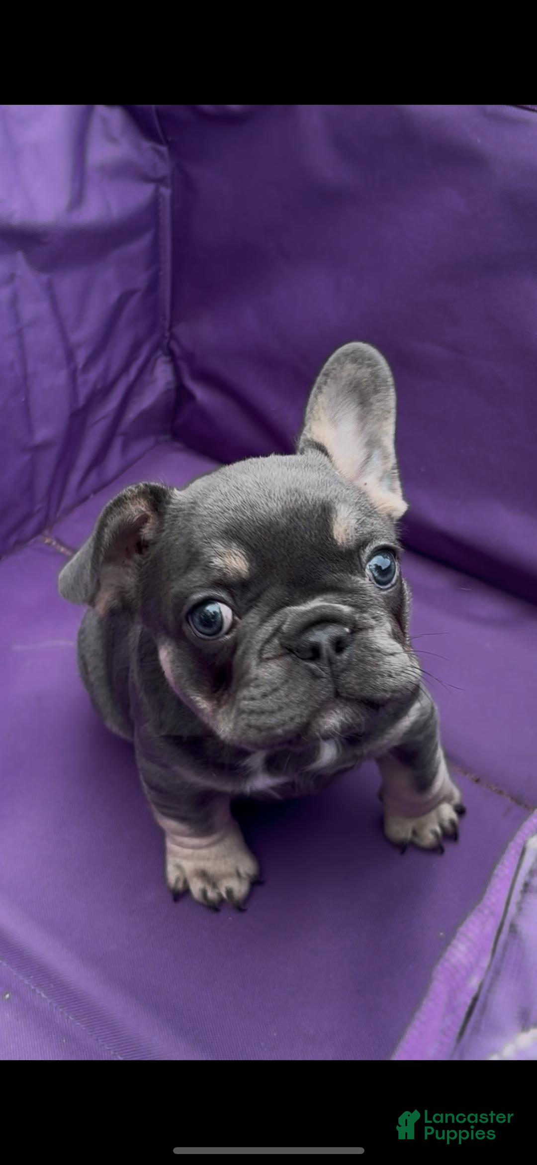 French Bulldog dogs for sale: Diesel - Ad 2