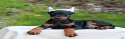 Doberman Pinscher dogs for sale: Avery  - Ad 3