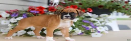 Boxer dogs for sale: Tasha - Ad 6