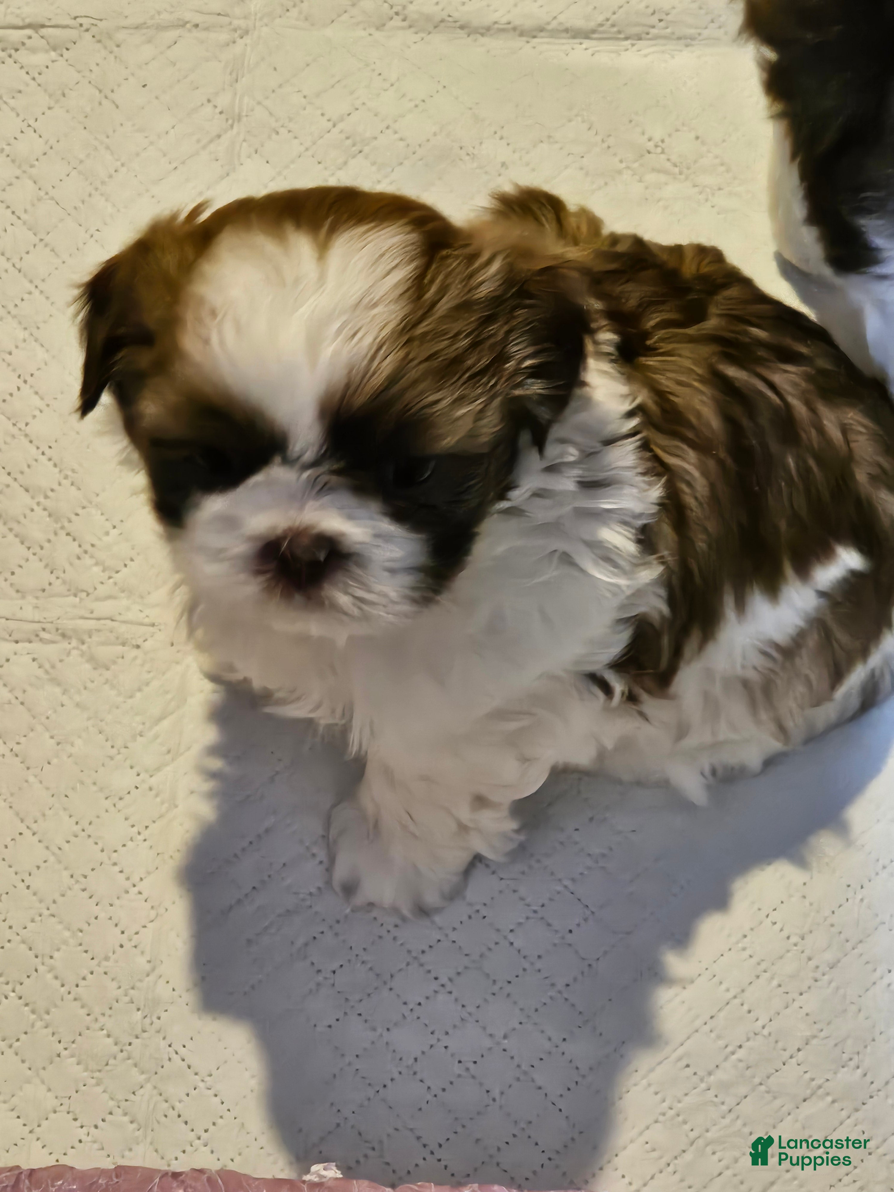 Shih Tzu dogs Ru Paw - Ad 20
