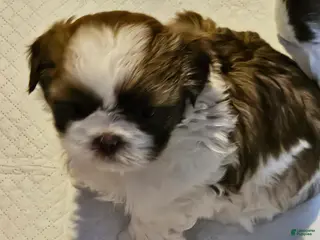Shih Tzu dogs Ru Paw - Ad 20