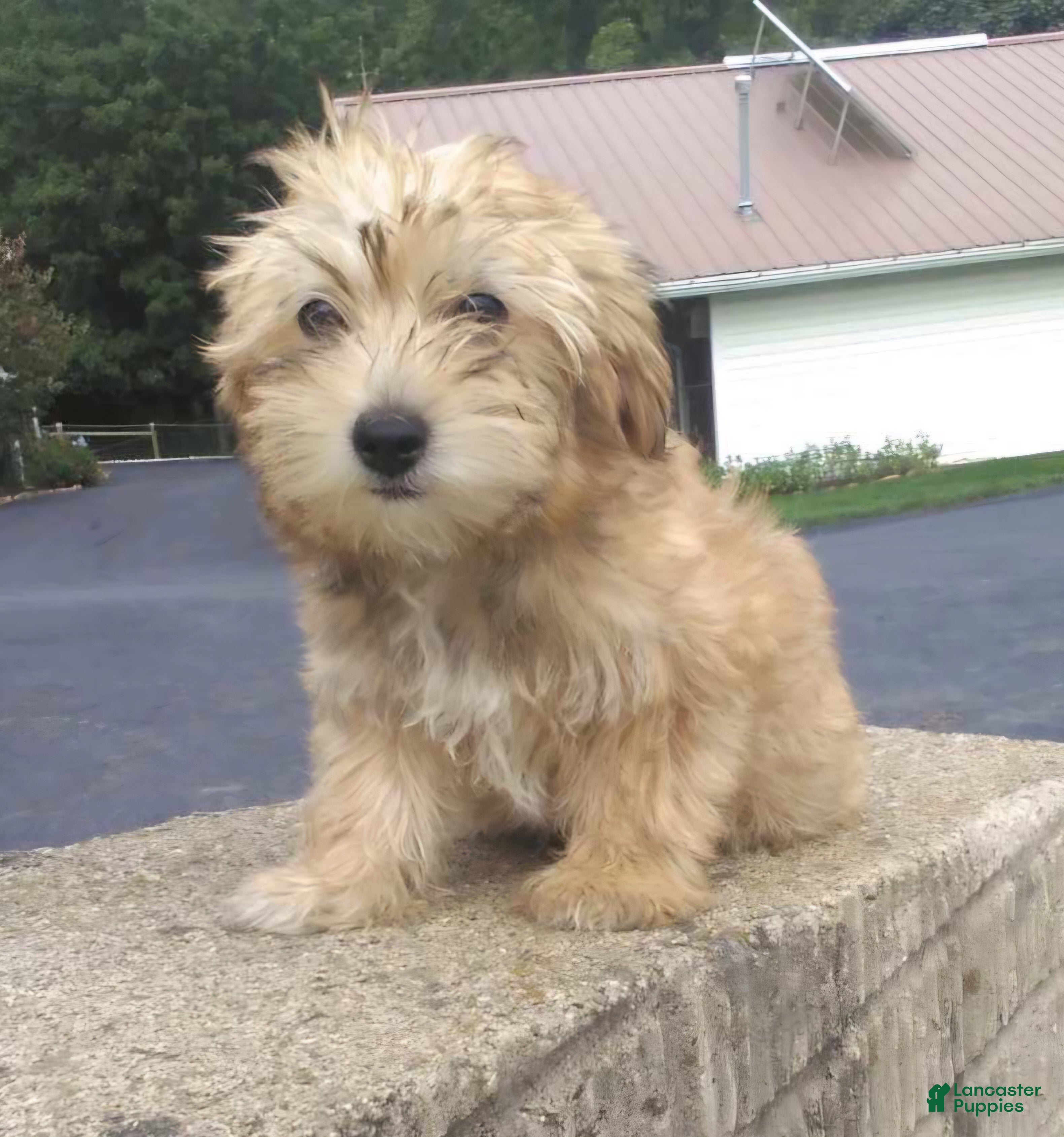 Yorkiepoo dogs Lindsey - Ad 1