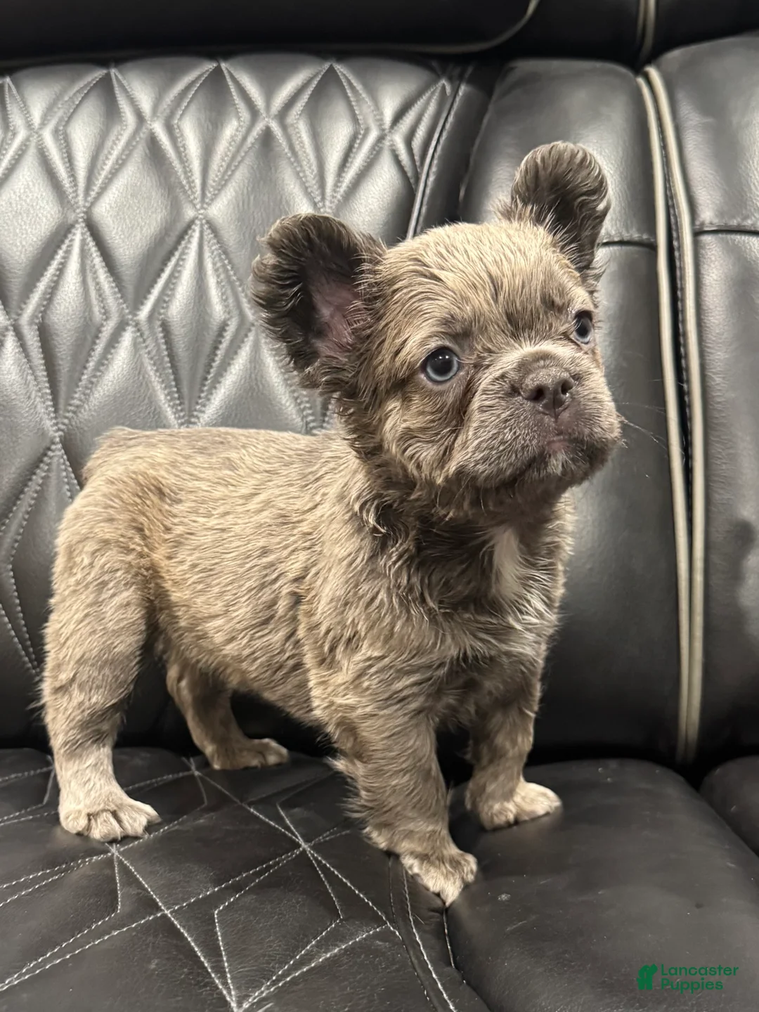 French Bulldog dogs for sale: FLUFFY ROXY - Ad 4