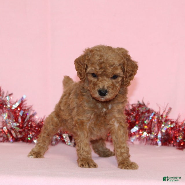 Miniature Poodle dogs Bella AKC - Ad 20