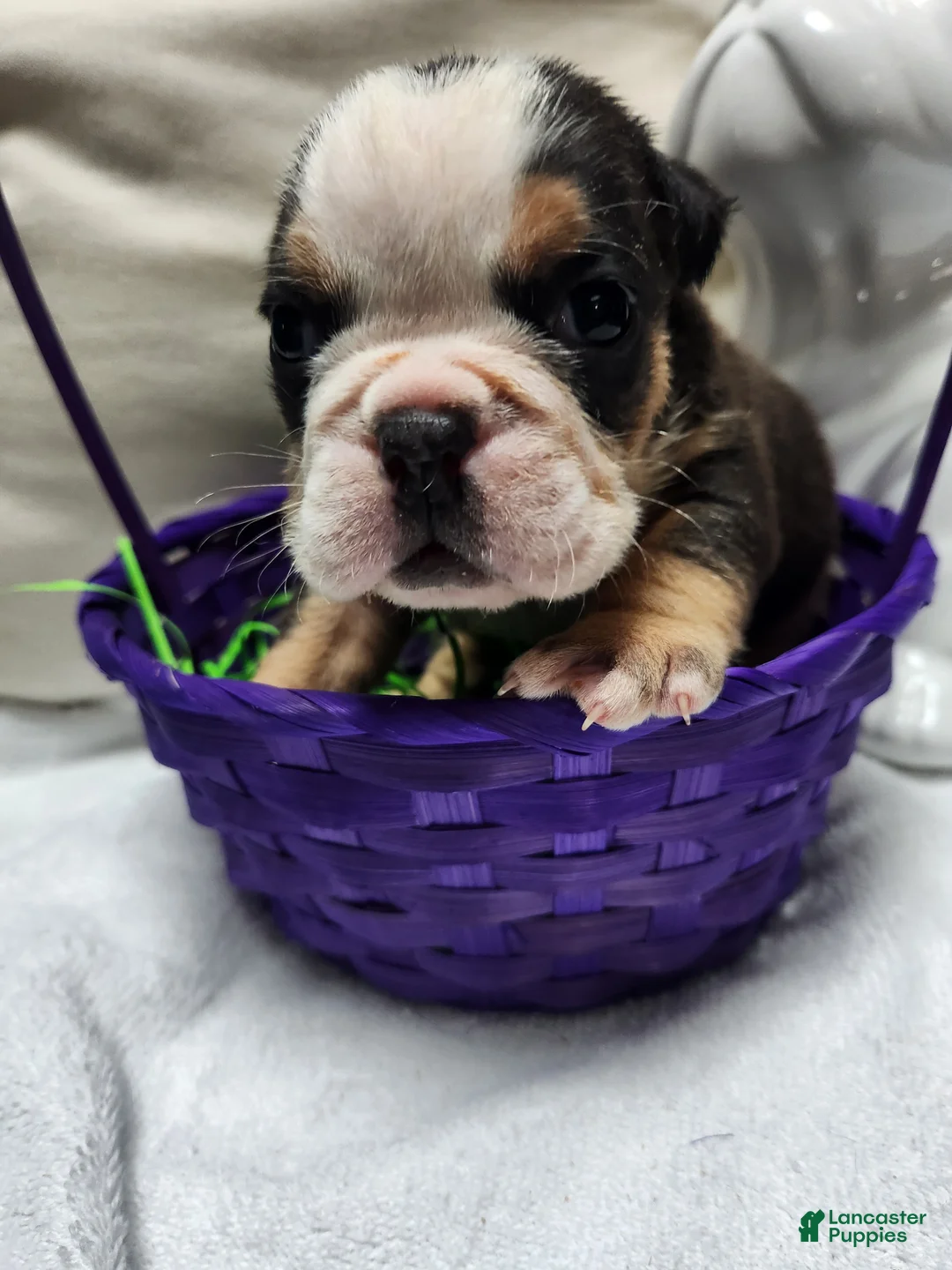 English Bulldog dogs for sale: English Bulldog Puppy 2 - Ad 2