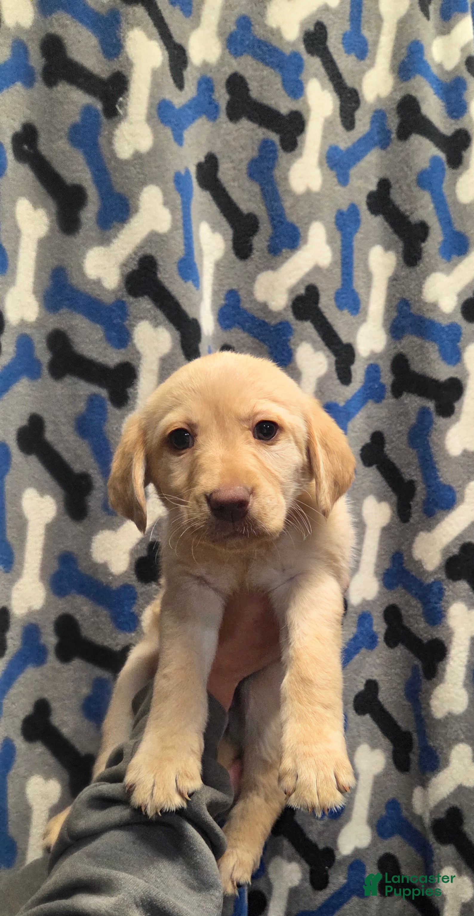 Labrador Retriever dogs Sammy - Ad 3