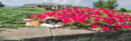 Shih Tzu dogs for sale: Andy - Ad 3