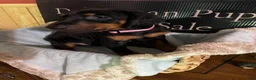 Doberman Pinscher dogs for sale: Pink collared female - Ad 1