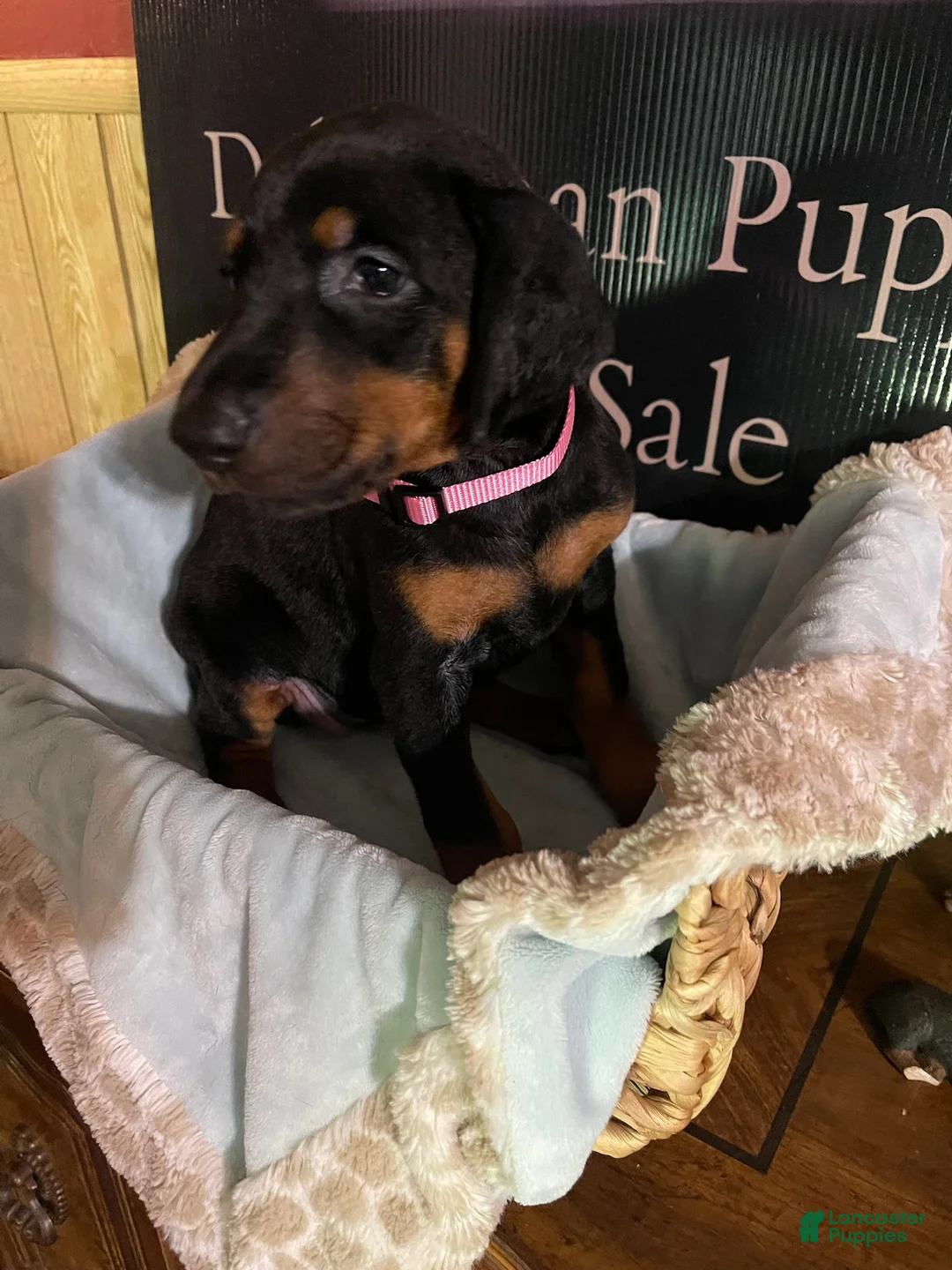 Doberman Pinscher dogs for sale: Pink collared female - Ad 1