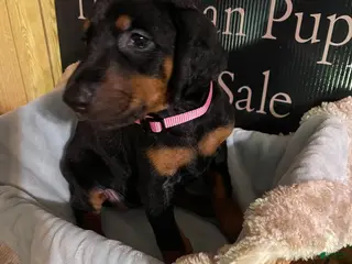 Doberman Pinscher dogs Pink collared female - Ad 5