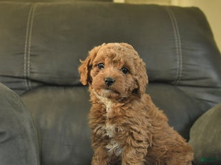 Cockapoo dogs - Ad 3