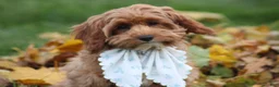 Cavapoo dogs for sale: Selia - Ad 2