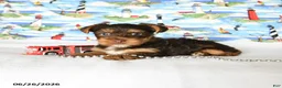Yorkshire Terrier dogs for sale: Hershey - Ad 4