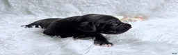 Great Dane dogs for sale: Hades - Ad 1