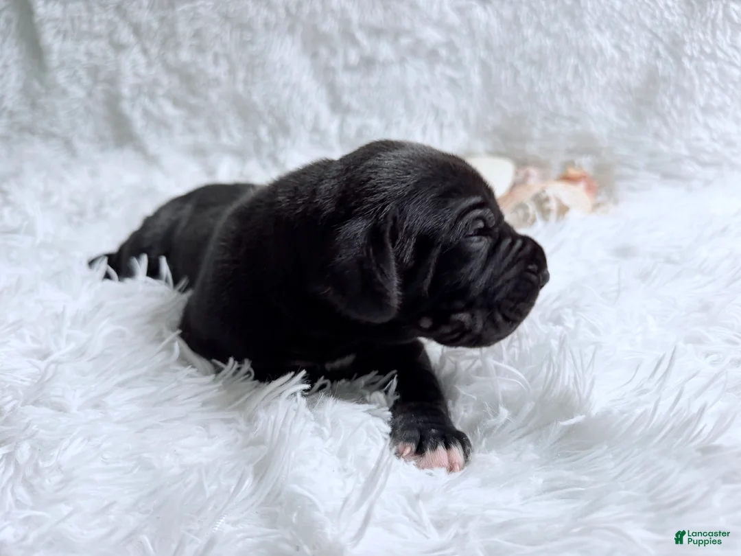 Great Dane dogs for sale: Hades - Ad 1