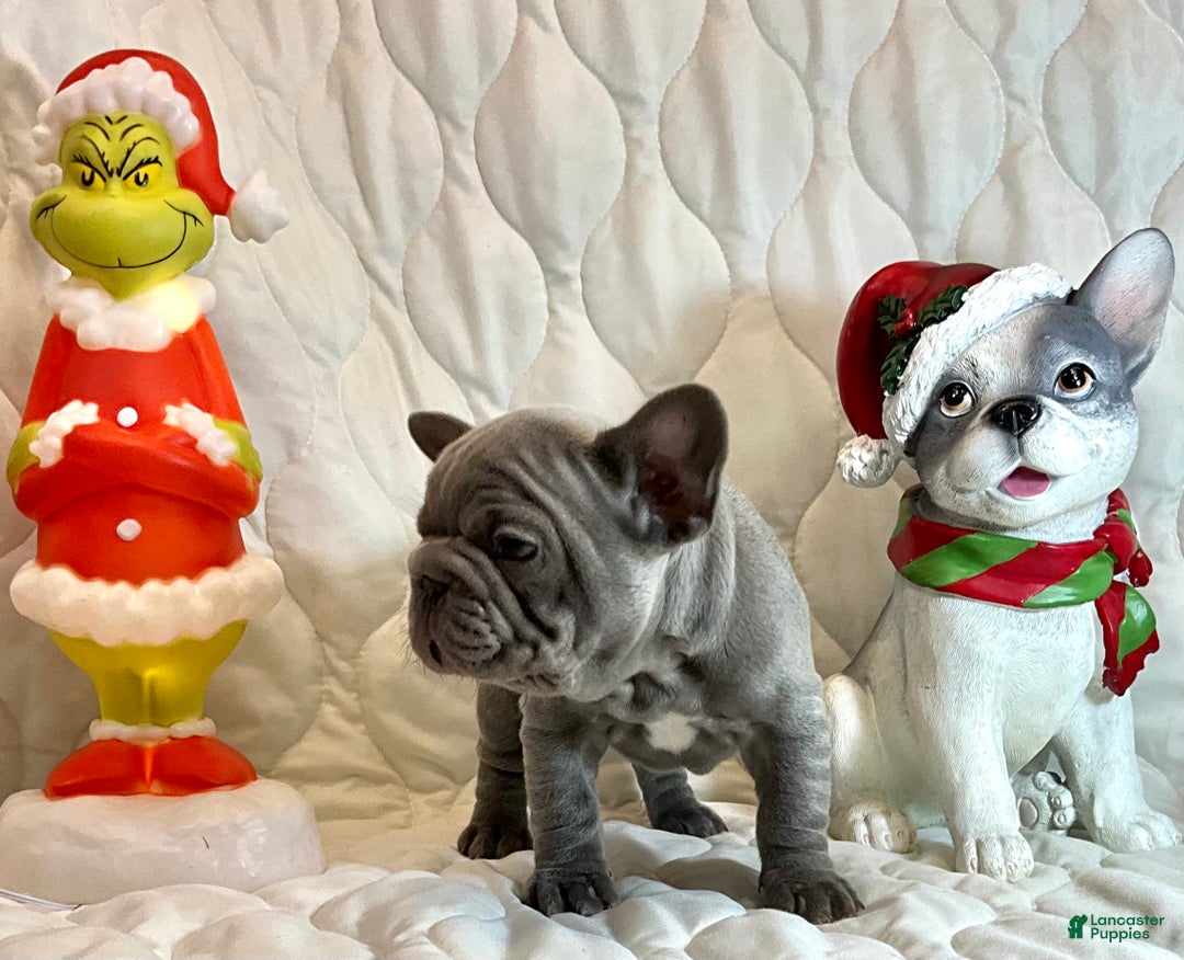 French Bulldog dogs for sale: River  - Ad 8