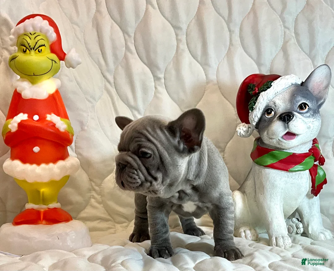 French Bulldog dogs for sale: River  - Ad 26