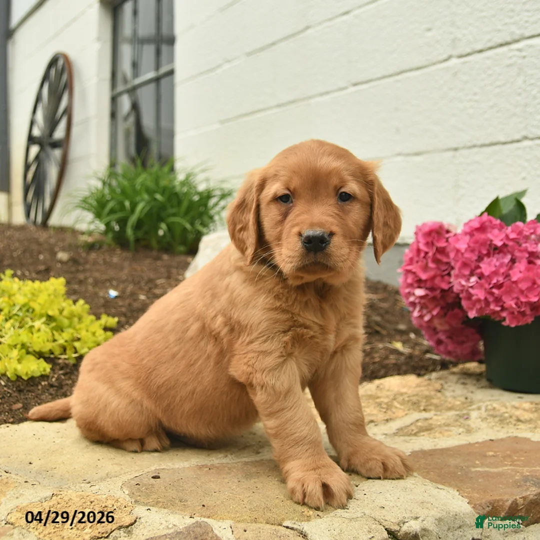Golden Retriever dogs for sale: Cheif  - Ad 1