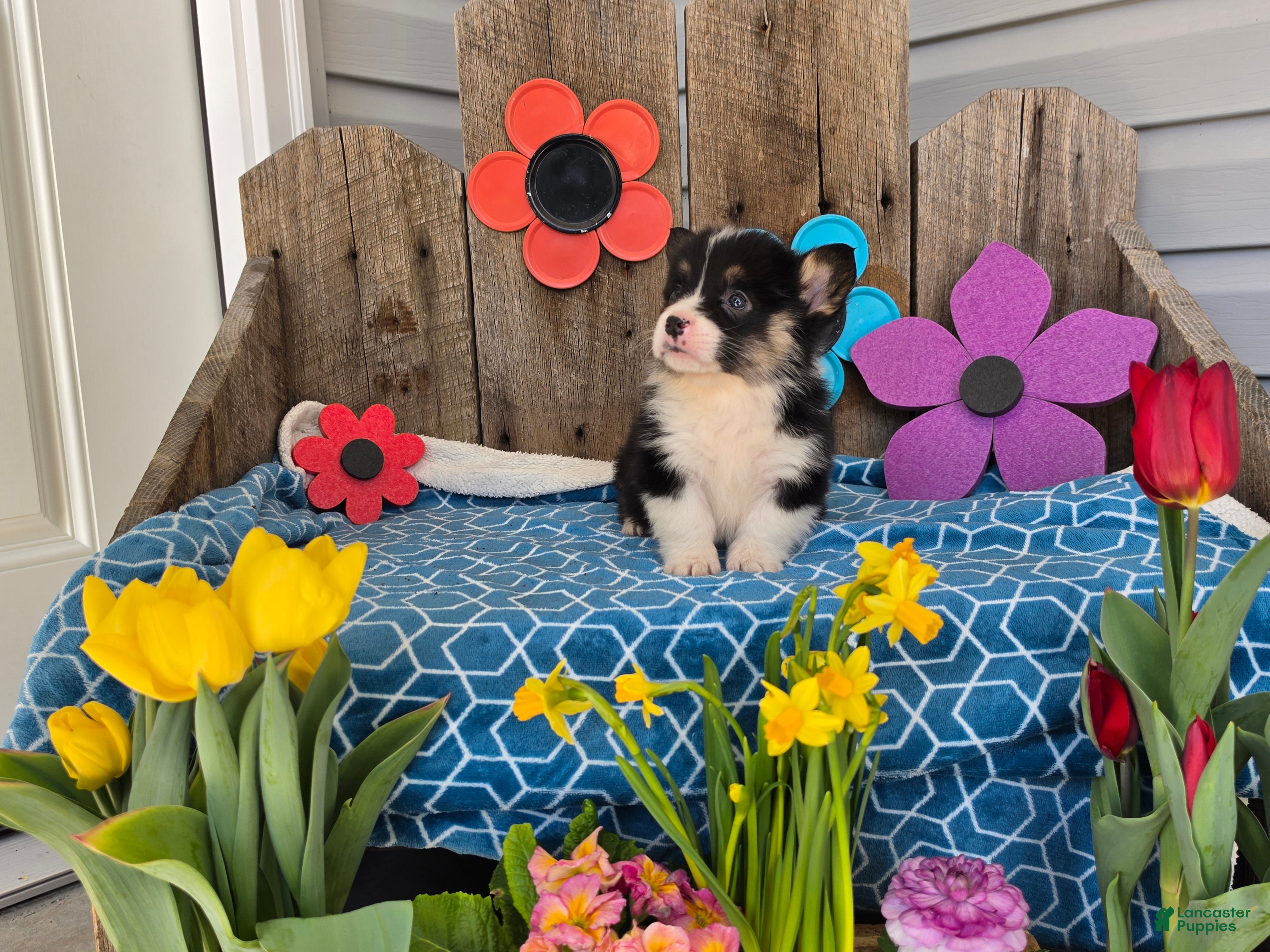 Welsh Corgi Pembroke dogs Benny  - Ad 2