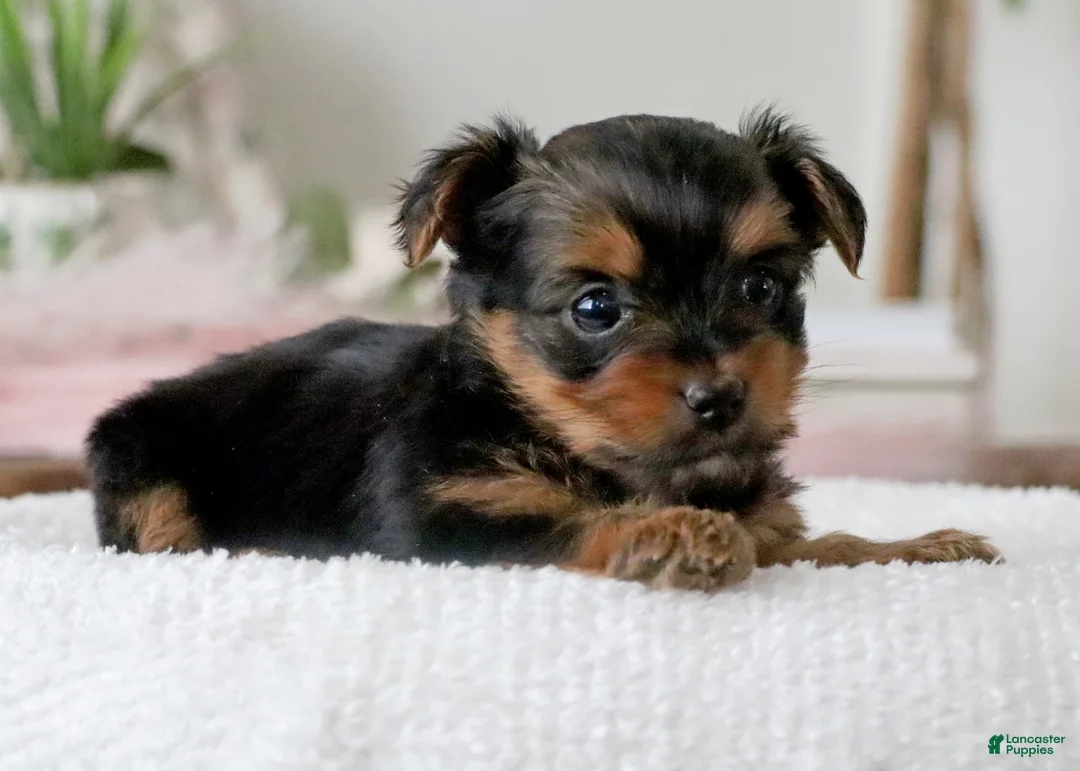 Yorkshire Terrier dogs for sale: Yorkshire Terrier Puppy 1 - Ad 5