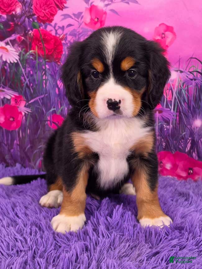 Miniature Bernese Mountain Dog dogs Sparkler - Ad 6
