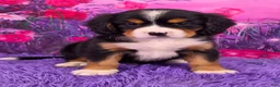 Miniature Bernese Mountain Dog dogs for sale: Sparkler - Ad 1