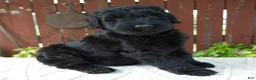 Giant Schnauzer dogs for sale: Tucker - Ad 2