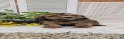 Cockapoo dogs for sale: Mindy - Ad 6